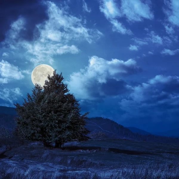 Kiefern in der Nähe von Tal in den Bergen am Hang in der Nacht — Stockfoto
