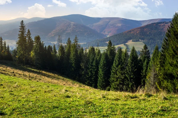 Jehličnatý Les na svahu hory — Stock fotografie