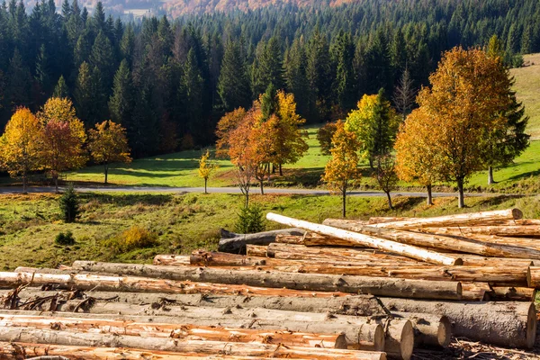 Grumes sur une colline près des forêts — Photo