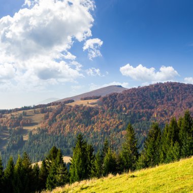hillside çayır üzerinde yeşil orman