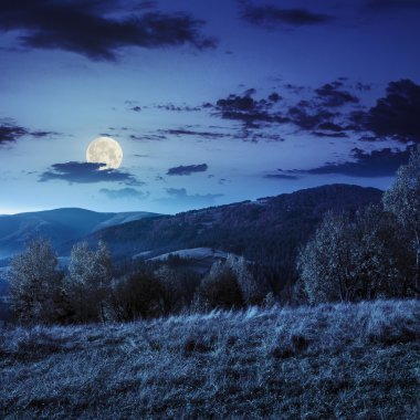 hillside gece dağ zemin üzerine sarı ağaçta