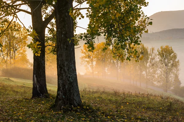 Žluté stromy v mlze — Stock fotografie