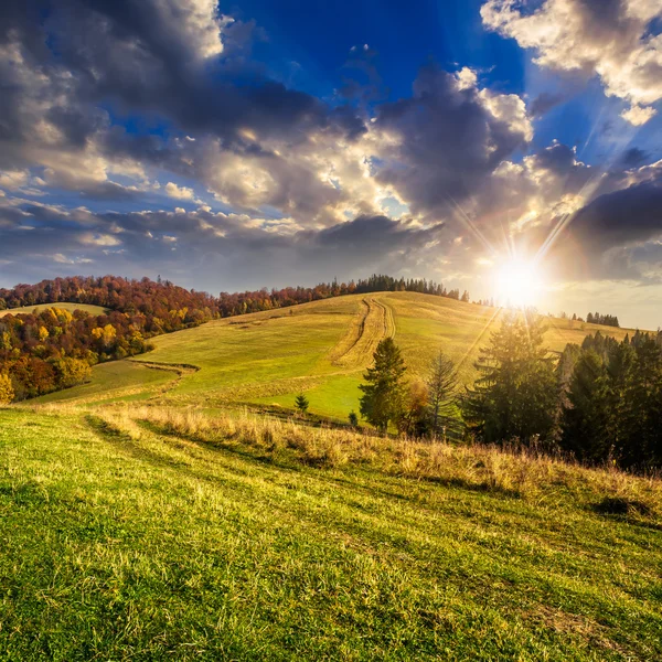 Bosque de coníferas en una ladera al atardecer — Foto de Stock