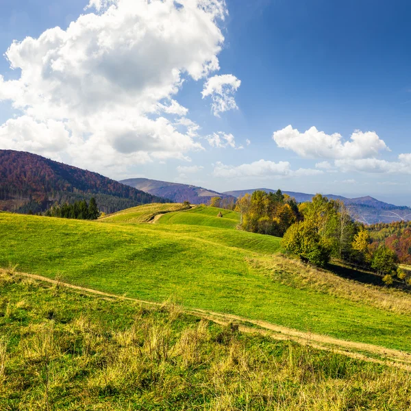 Träd på hösten äng i bergen — Stockfoto