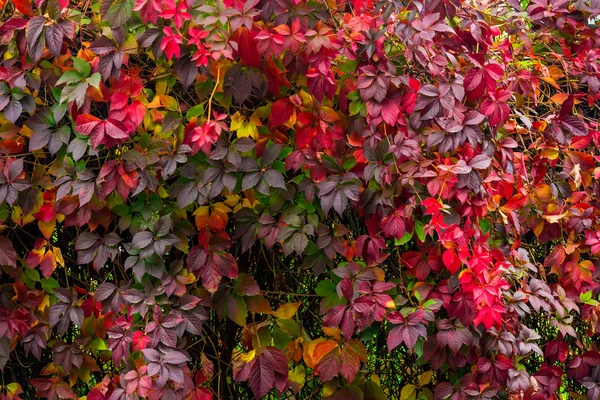 Plant with red leaves on a wall — Stock Photo, Image