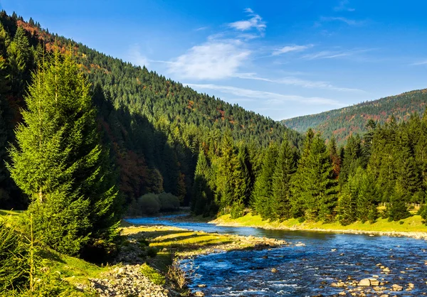 Forest river i bergen — Stockfoto