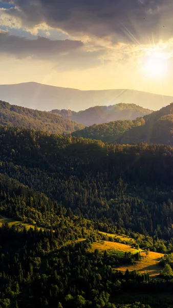 Bosco di abeti su una collina al tramonto — Foto Stock