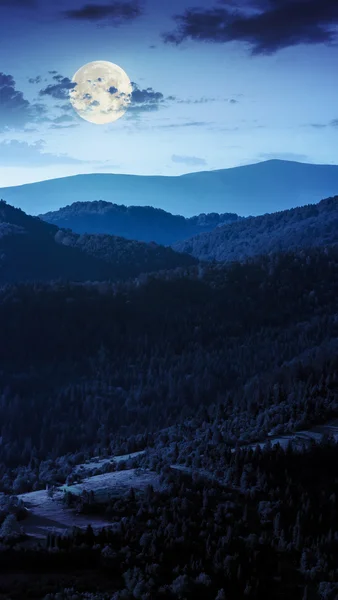 Tannenwald auf einem Hügel in der Nacht — Stockfoto