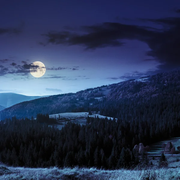 Tannenwald auf einem Hügel in der Nacht — Stockfoto