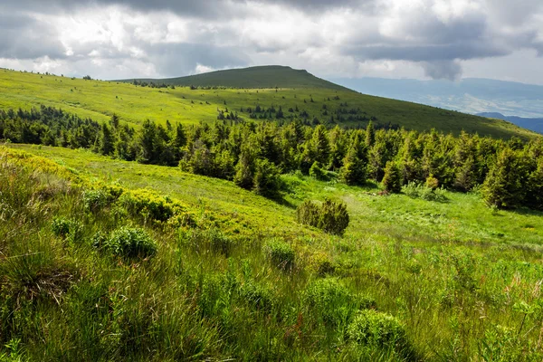 Floresta de pinheiro em uma colina — Fotografia de Stock