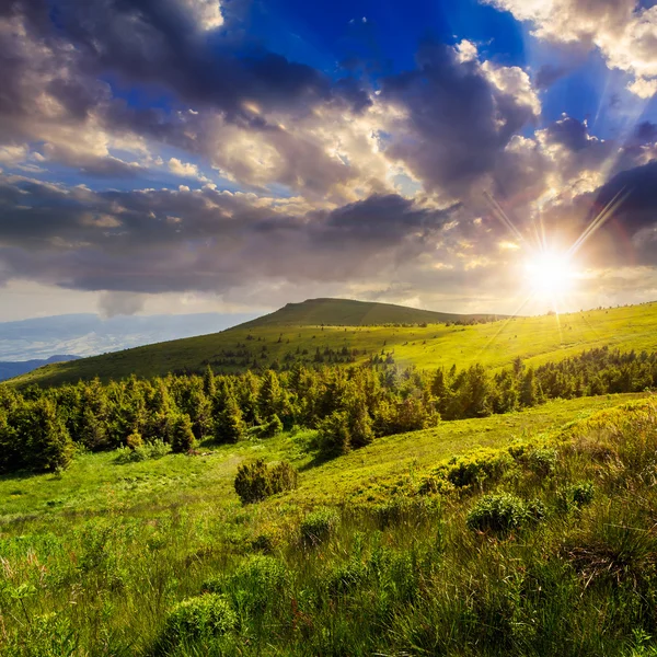 Bosque de pinos en una colina al atardecer — Foto de Stock