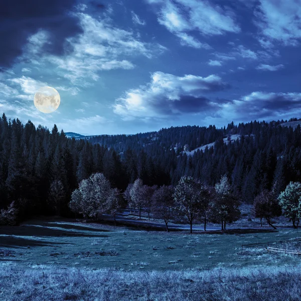 Weg achter herfst bos bij nacht — Stockfoto