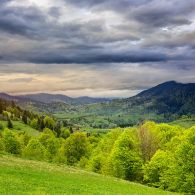 Orman bir dağ yamacında