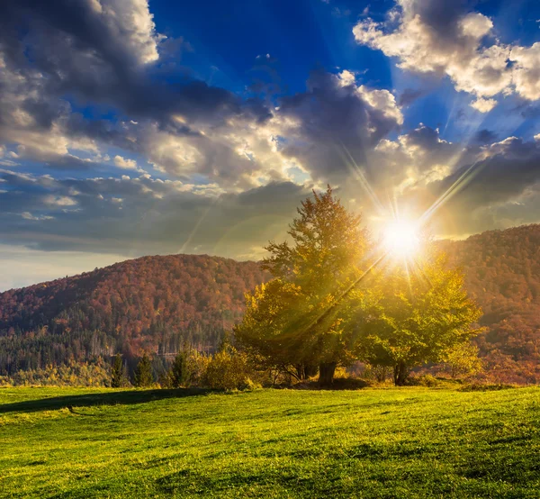 Tree near valley in mountains  at sunset — Stock Photo, Image