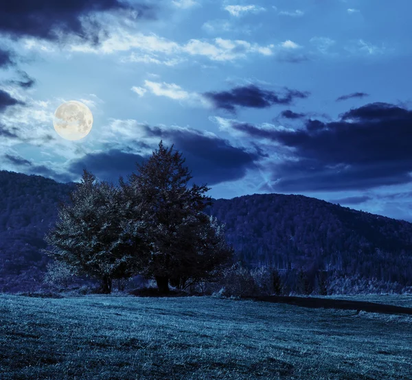 Drzewo w pobliżu doliny w górach w nocy — Zdjęcie stockowe