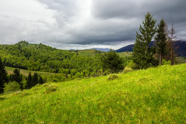 Bosque de pinos en una ladera de montaña — Foto de Stock