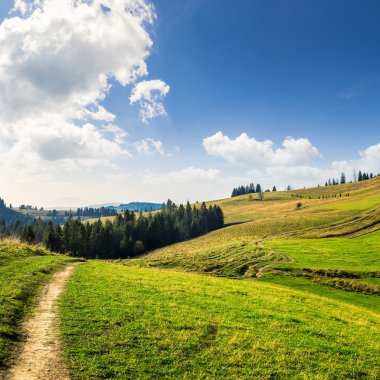 dağlarda çam ağaçları