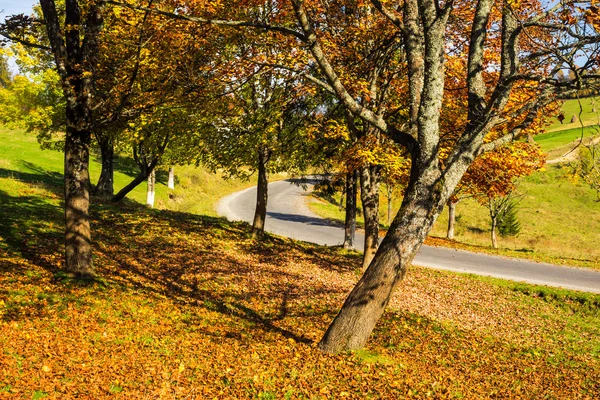 Road going to autumn forest — Stock Photo, Image