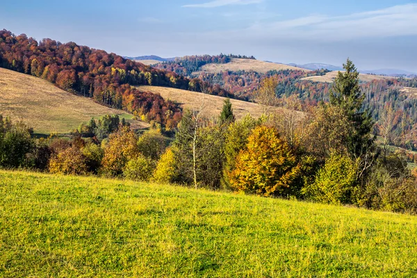 Forêt de pins sur une pente de montagne — Photo