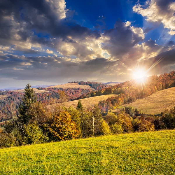 Floresta de pinheiros em uma encosta de montanha no pôr do sol — Fotografia de Stock