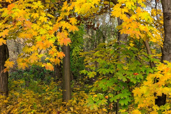 Parc d'automne en feuillage — Photo