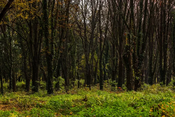 Herbstpark im Laub — Stockfoto