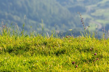 Hillside kenarında çimen