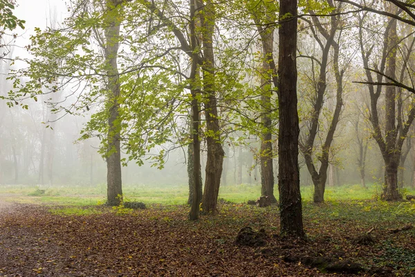 Kalter Nebel im herbstlichen Wald — Stockfoto