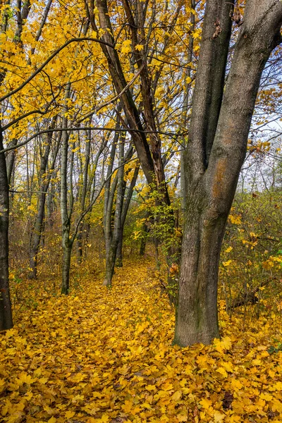 Höstens promenader i parken — Stockfoto