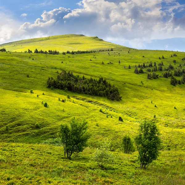 Forêt de conifères sur une colline — Photo