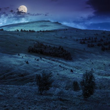 Geceleri bir yamaca iğne yapraklı orman