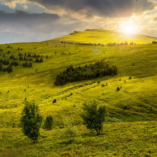 Bosque de coníferas en una ladera al atardecer —  Fotos de Stock