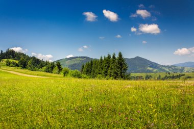bir dağ yamacında iğne yapraklı orman