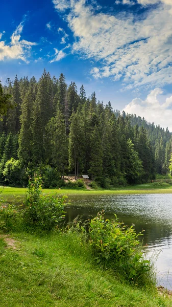 早朝から松の森と湖付近の山 — ストック写真