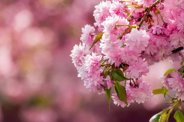 Růžové květy sakura větví nad trávy — Stock fotografie