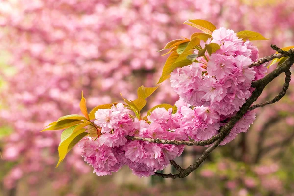 Pink flowers of sakura branches above grass — Stock Photo, Image