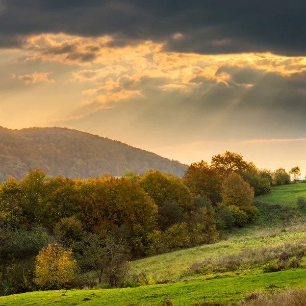 Trees near valley in mountains — Stock Photo, Image