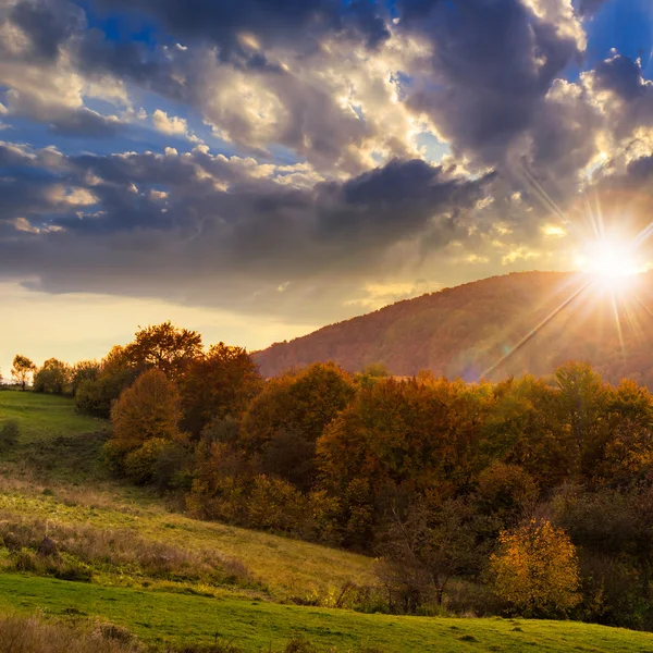 Trees near valley in mountains  at sunset — Stock Photo, Image