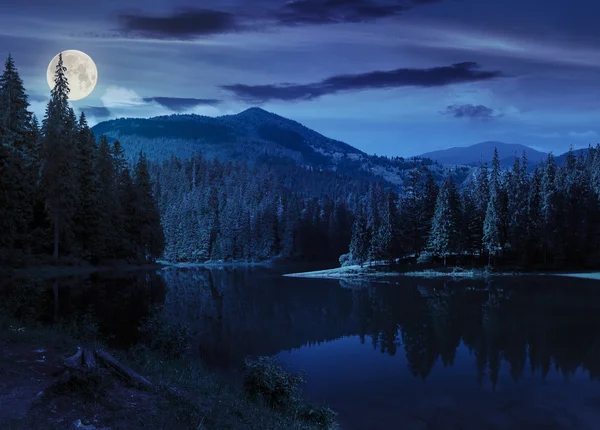 Floresta de pinheiros perto do lago da montanha à noite — Fotografia de Stock