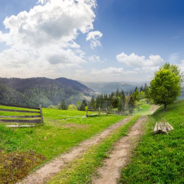 ağaç sisli dağ çayır ile hillside yolu üzerinde