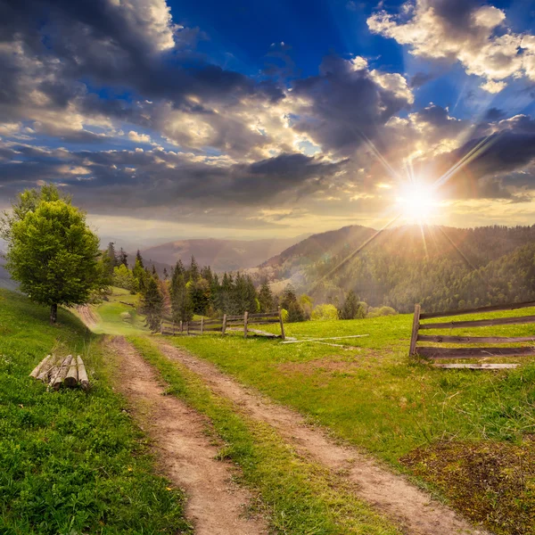 Árbol en el camino de la ladera a través del prado en la montaña brumosa al sol — Foto de Stock