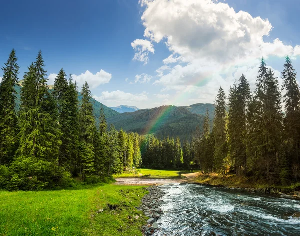 Mountain river in pine forest at sunrise — Stock Photo, Image