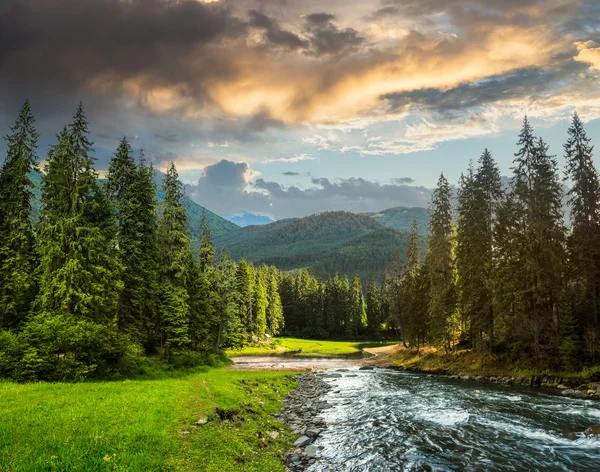 Râu de munte în pădurea de pin — Fotografie, imagine de stoc