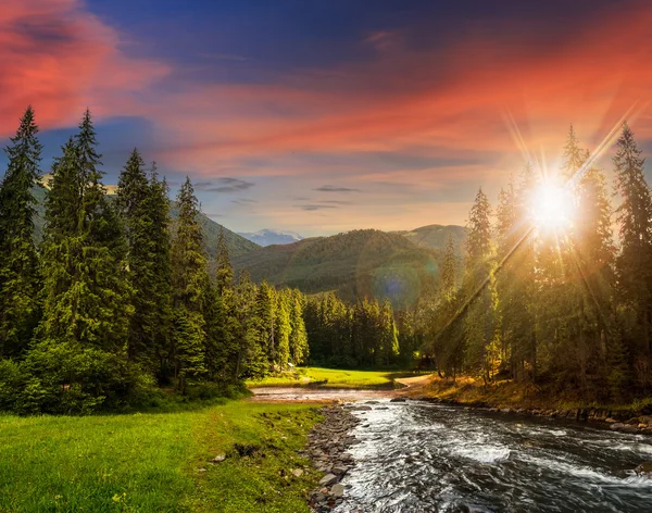 Río de montaña en bosque de pinos al atardecer — Foto de Stock