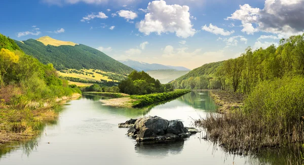 Лесная река с камнями и травой на рассвете — стоковое фото