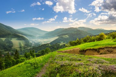 sabah dağ orman ile hillside çayır çiçekler