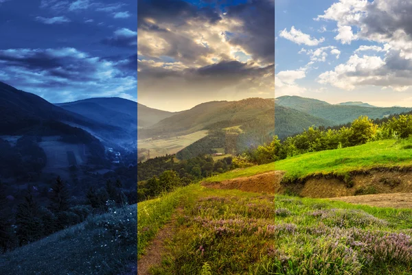 Fleurs sur prairie à flanc de colline avec forêt en montagne — Photo