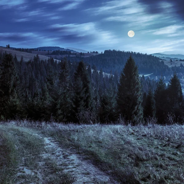 Dağın tepesinde geceleri iğne yapraklı orman — Stok fotoğraf