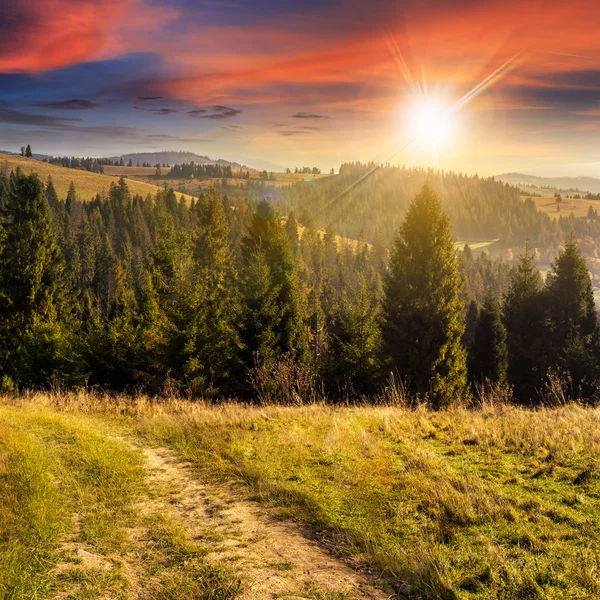 Floresta conífera em um topo de montanha no pôr do sol — Fotografia de Stock