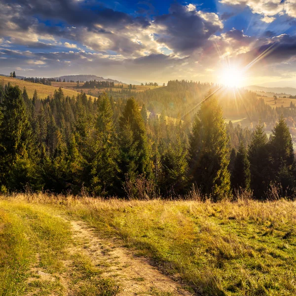 Bosque de coníferas en la cima de una montaña al atardecer — Foto de Stock